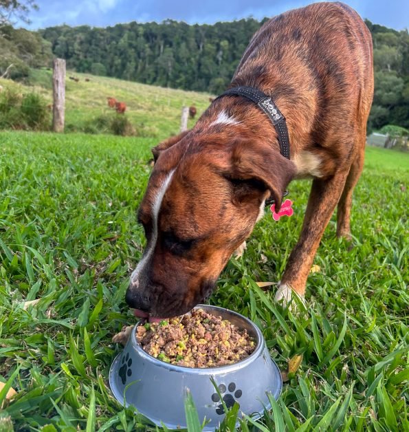 A dog enjoying a Farm To Paws meal